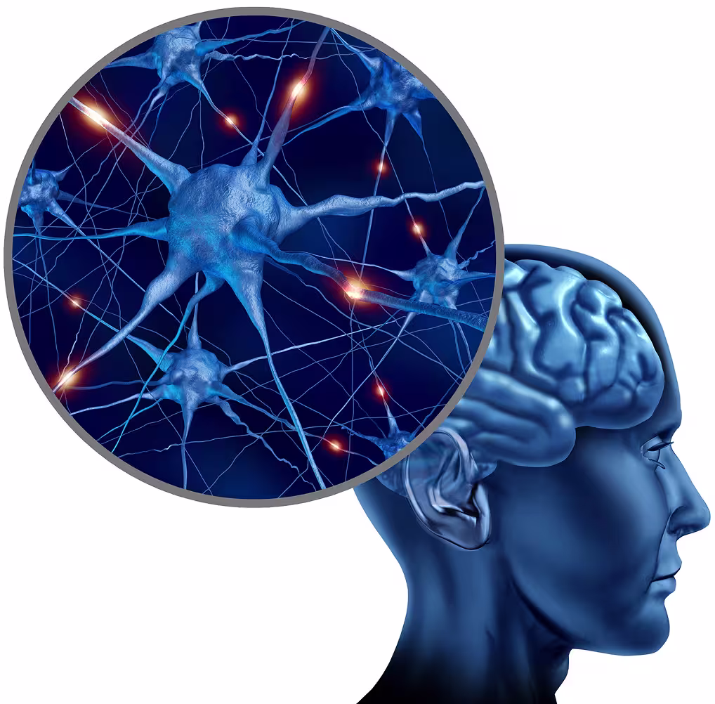 Brain neural network and gamma brainwave stimulation